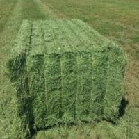 Trusted Exporter of Best Selling Agriculture Grade Animal Feed Alfalfa Hay for Wholesale Purchase at Bulk Price From South Africa