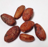 Cocoa Beans wholesale 