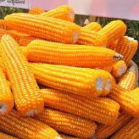 Grade A Non GMO White and Yellow Corn-Maize