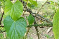 Tinospora cordifolia