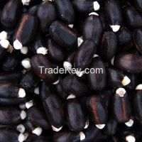 Premium Quality New Crop Jatropha Seeds