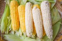 White and Yellow Corn Maize