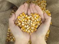 Animal Feed - Yellow Corn/Maize From South Africa