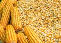 https://cn.tradekey.com/product_view/Animal-Feed-Yellow-Corn-maize-9566489.html