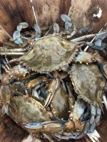 Crab (Blue Swimming / Mud Crab)