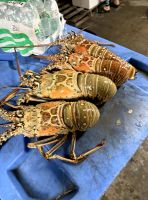 Crab (Blue Swimming / Mud Crab) From South Africa