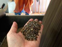 Buckwheat CIF Gua...