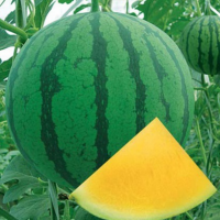 Improve No.5 Big Size Oval Shape Hybrid F1 Watermelon Seeds