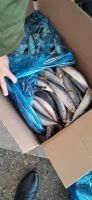 Frozen Mackerel