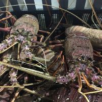 Fresh Lobster/Frozen Lobster /Live Lobster For sale