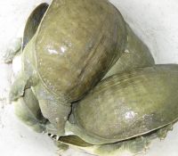 Chinese softshell turtle (Pelodiscus sinensis)  From USA