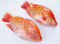 Frozen Fish