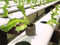 GREENHOUSE HYDROPONIC SYSTEM PEAT PELLET DISC BLOCK PLANT VEGETABLE FRUIT GROWING MEDIA