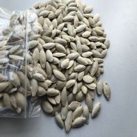 Pumkin Seed Lady Nail/pumkin Seed Fingers Mrs For Wholesale