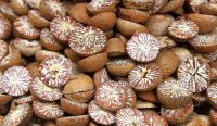 DRIED WHOLE BETEL NUTS/ ARECA NUTS FROM VIETNAM WITH BEST PRICE  From South Africa