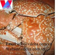 Crab Shell/Clean Crab Shell (Whole clean and dried)