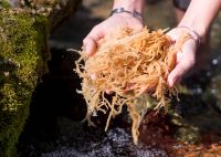 NATURAL SEA MOSS FROM VIETNAM SUPPLIER/ Irish moss Sea moss origin Ninh Thuan