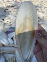 Cuttlefish Bone Cuttlebone Cuttle Fish Bones Dried Squid Bone- HIGH QUALITY - BEST PRICE - VIETNAM