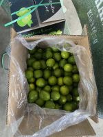 Persian Lime/ Seedless Lime For Import// Ms. Helen