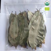 Soursop Leaves/ Graviola Leaves To Process Tea From Vietnam // Ms. Serene