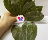 Soursop Leaves/ Graviola Leaves To Process Tea From Vietnam // Ms. Serene