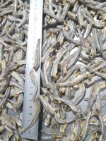 DRIED ANCHOVY FISH/ HIGH SPRATS