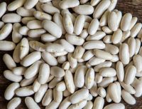 White Kidney Beans For Sale