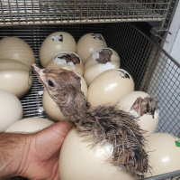 Fertilized Ostrich Eggs 