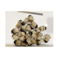 Canned Peeled Straw Mushroom Whole in Brine From South Africa
