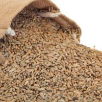 Premium quality Rye grains New Crop Year From South Africa