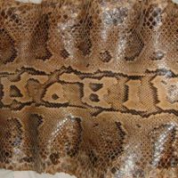 Pure Snake skin for Sale