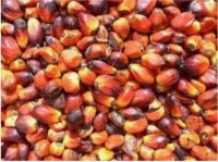 Palm Kernel