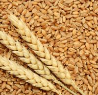 Wheat Seeds for sale 