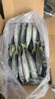 Frozen Mackerel Fish for sale