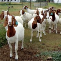 South Africa Live Pure Breed Boer Goat / 100% Full Blood Live Boer Goats / Live Goats.