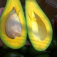 Fresh Avocado With High Quality And Best Price 2021 With High Quality And Best Price 2021