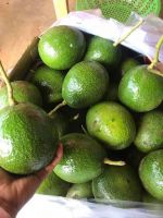 Fresh Avocado With High Quality And Best Price 2021 With High Quality And Best Price 2021