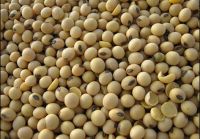 soybean