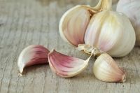 Fresh Garlic for Export
