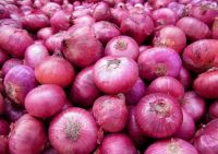 Export Quality Red Onion