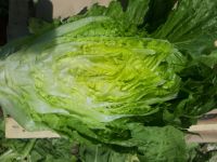 Fresh Romaine Lettuce