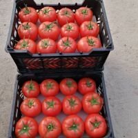 Tomato For Tomato Paste And Ketchup