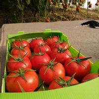 Tomato For Tomato Paste And Ketchup