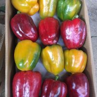 Sweet Pepper , Bell Pepper