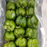 Fresh Capsicum