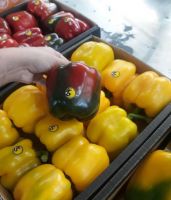 Fresh Capsicum