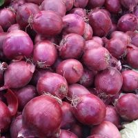 Quality Fresh White Red Onions From South Africa