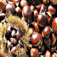 Chestnut for sale at wholesale price  From South Africa
