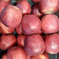 Top Red Apple From South Africa /Juicy and Delicious