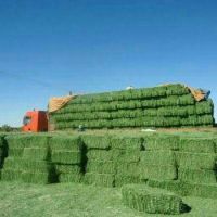 High Quality Animal Feed Alfalfa Hay From South Africa